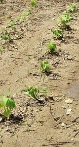 팜모닝 들깨·병해충상담 게시글 이미지