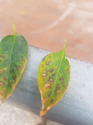 암초님의 고추 · 병해충상담 작성글 사진