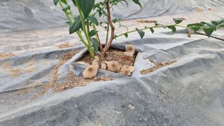 고인돌농장님의 블루베리 · 자유게시판 작성글 사진