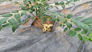 고인돌농장님의 블루베리 · 자유게시판 작성글 사진