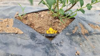 고인돌농장님의 블루베리 · 자유게시판 작성글 사진