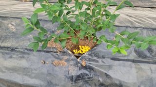 고인돌농장님의 블루베리 · 자유게시판 작성글 사진