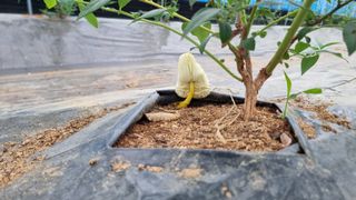 고인돌농장님의 블루베리 · 자유게시판 작성글 사진