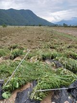 팜모닝 수해 농가 응원 같이해요·참여 게시글 이미지