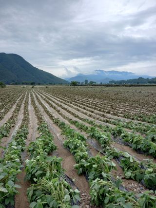 이영수님의 수해 농가 응원 같이해요 · 참여 작성글 사진