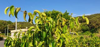 이종민님의 배 · 병해충상담 작성글 사진