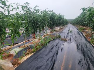 박수열님의 고추 · 수확 작성글 사진