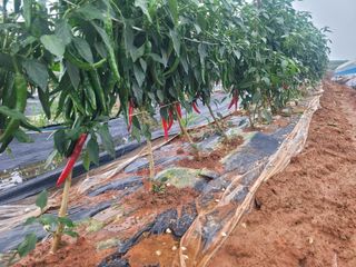 박수열님의 고추 · 수확 작성글 사진