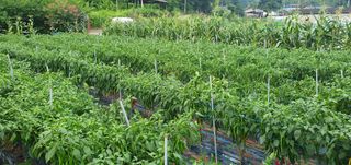 팜모닝회원 성주 님의 고추 · 일상 작성글 사진