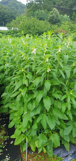 팜모닝회원 성주 님의 고추 · 일상 작성글 사진