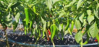 팜모닝회원 성주 님의 고추 · 일상 작성글 사진