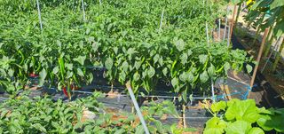 팜모닝회원 성주 님의 고추 · 일상 작성글 사진