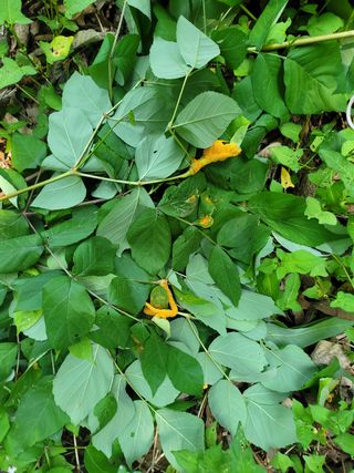 송선희님의 두릅 · 병해충상담 작성글 사진