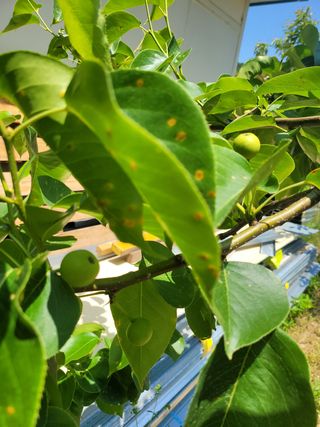 송선희님의 두릅 · 병해충상담 작성글 사진