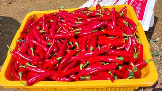 신토불이님의 고추 · 수확 작성글 사진