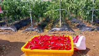 신토불이님의 고추 · 수확 작성글 사진