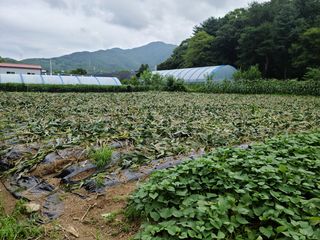 유한양행님의 토마토 · 영농일지 작성글 사진