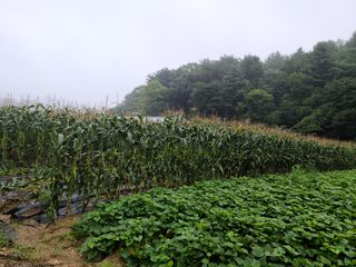 유한양행님의 토마토 · 영농일지 작성글 사진