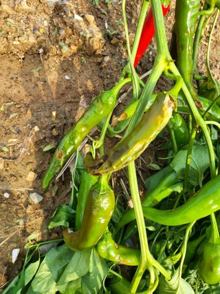 정용학님의 고추 · 병해충상담 작성글 사진