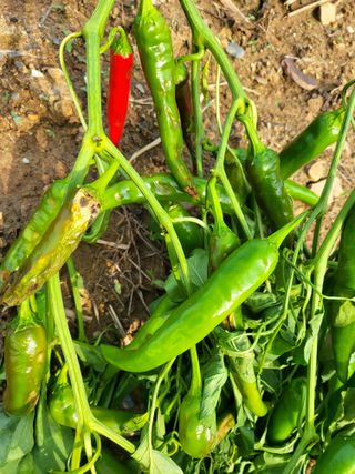 정용학님의 고추 · 병해충상담 작성글 사진