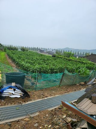 정용학님의 고추 · 병해충상담 작성글 사진