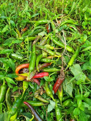 정용학님의 고추 · 병해충상담 작성글 사진