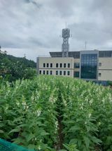 팜모닝 고추·영농일지 게시글 이미지