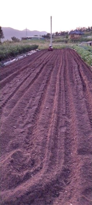 김동주님의 고추 · 영농일지 작성글 사진