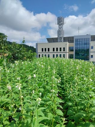 김동주님의 고추 · 영농일지 작성글 사진