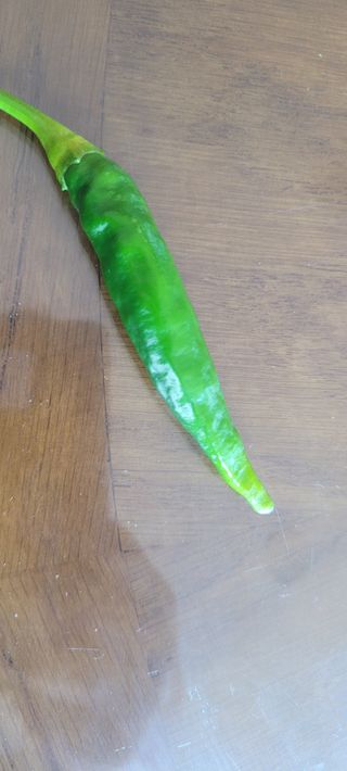 유쾌한님의 고추 · 병해충상담 작성글 사진