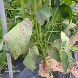 팜모닝 참깨·자유게시판 게시글 이미지