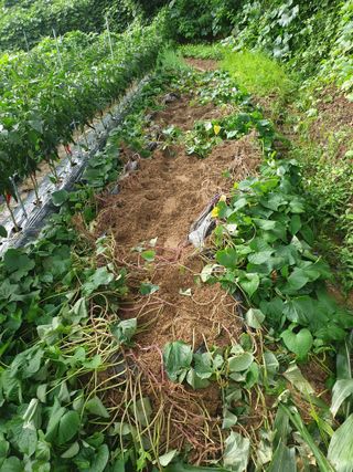 달래님의 고구마 · 병해충상담 작성글 사진