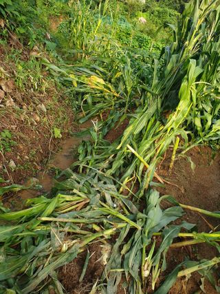 달래님의 고구마 · 병해충상담 작성글 사진