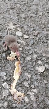 팜모닝 귤·자연재해•동물피해 게시글 이미지