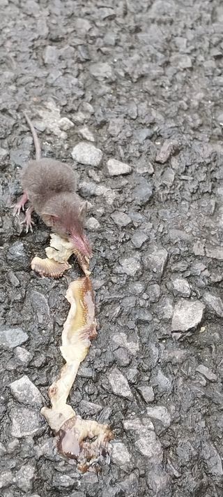 돌하르방2님의 귤 · 자연재해•동물피해 작성글 사진