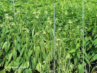 양재옥님의 참깨 · 병해충상담 작성글 사진