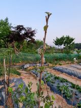 팜모닝 기타작물·병해충상담 게시글 이미지