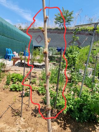 안상운님의 기타작물 · 병해충상담 작성글 사진