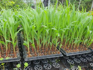 안비님의 옥수수 · 자유게시판 작성글 사진