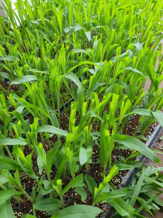 안비님의 옥수수 · 자유게시판 작성글 사진