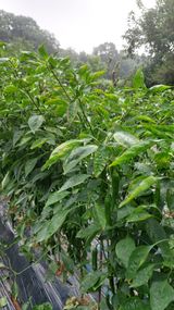 팜모닝 고추·병해충상담 게시글 이미지