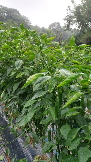 조인숙님의 고추 · 병해충상담 작성글 사진