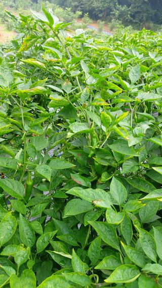 조인숙님의 고추 · 병해충상담 작성글 사진