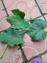 팜모닝 포도·병해충상담 게시글 이미지