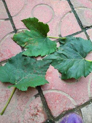 김계희님의 포도 · 병해충상담 작성글 사진