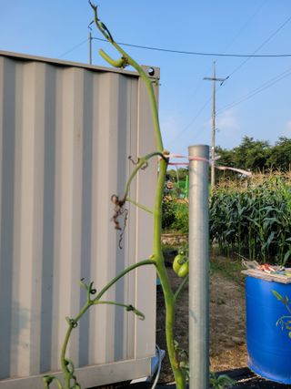 이상열님의 토마토 · 병해충상담 작성글 사진