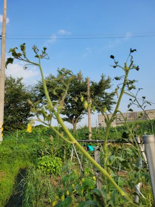 이상열님의 토마토 · 병해충상담 작성글 사진