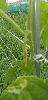 팜모닝 오이·병해충상담 게시글 이미지