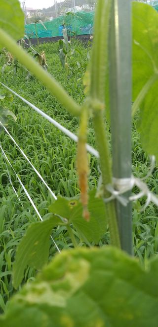 산신령님의 오이 · 병해충상담 작성글 사진