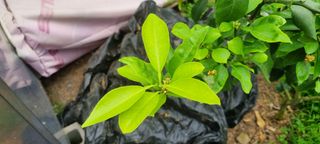 효돈황금향님의 귤 · 병해충상담 작성글 사진